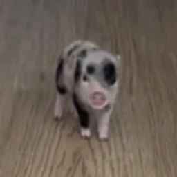 Petunia