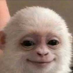 Логотип Albert the Monkey