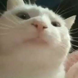 Vibing Cat价格预测