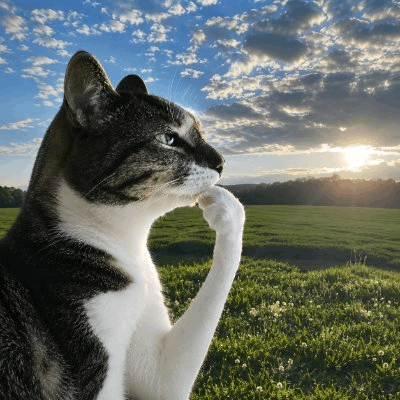 Logo de Thinking Cat