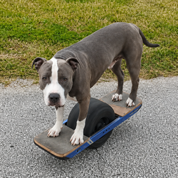 Pit Bull on One Wheel