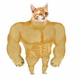 Swole Cat