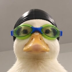 Nasduck