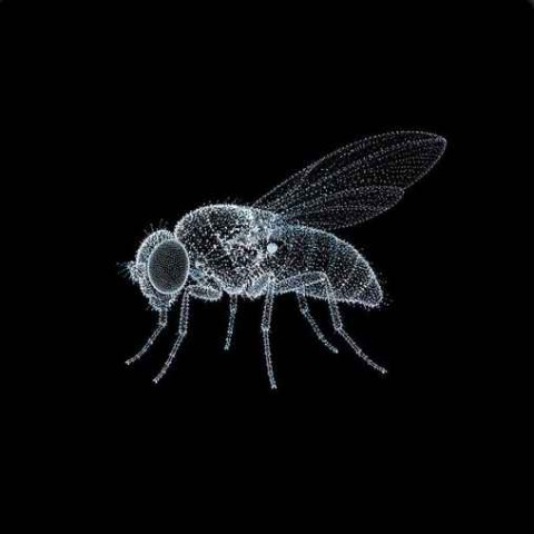 flybrain 圖標