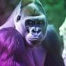 HARAMBE/USDT