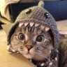 SHARKCAT/USDT