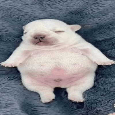 PIBBLE/USDT